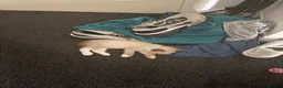Mixed Breed cats for sale: Tabby ragdoll - Advert 3