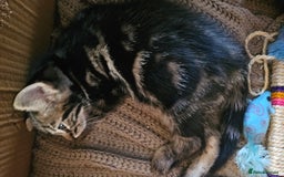 Mixed Breed cats for sale: adorable kittens are looking for a new home - Image 17