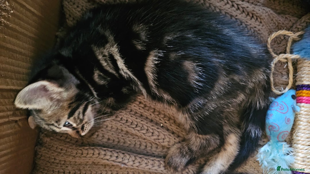 Mixed Breed cats for sale: adorable kittens are looking for a new home - Image 17