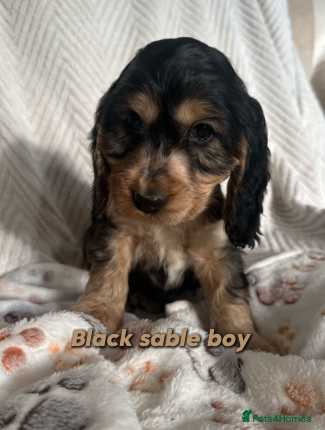 Cocker Spaniel dogs for sale: Show cocker Spaniel puppies ready to leave now - Advert 18