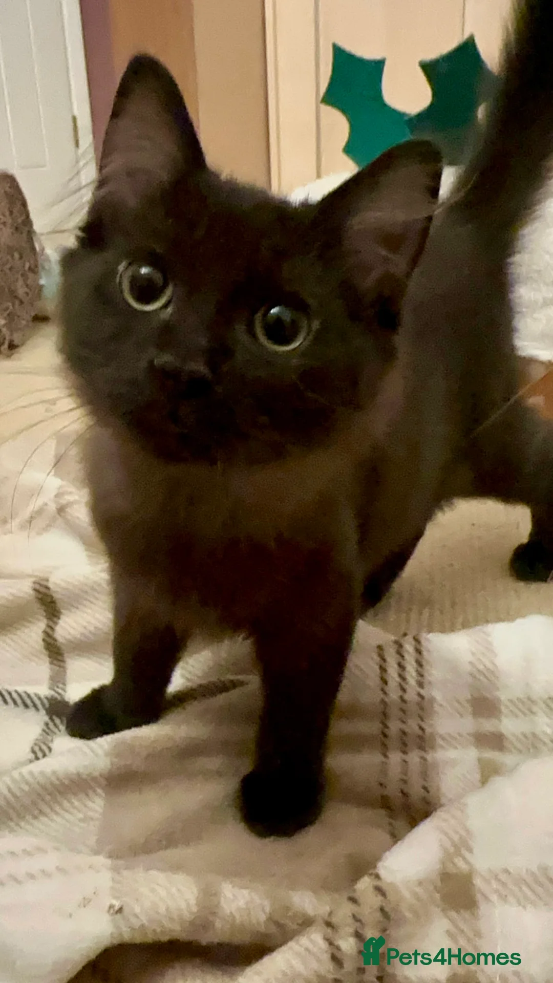 Ragdoll cats for sale: Beautiful ragdoll X boy  - Advert 6