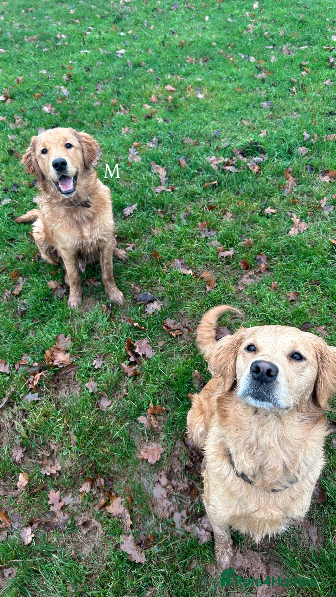 Golden Retriever dogs for sale: 💛Monty – Handsome Golden Retriever (7 months old) - Advert 2