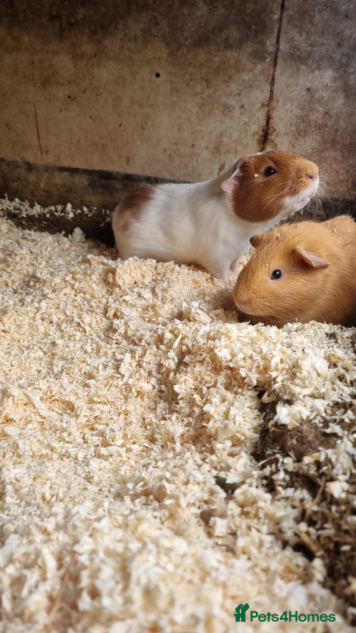 Guinea Pig rodents 1x male guineapig 8 weeks old  - Advert 11