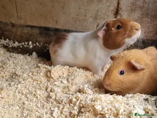 Guinea Pig rodents 1x male guineapig 8 weeks old - Advert 11