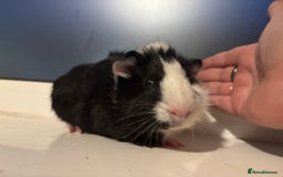 Guinea Pig rodents for sale: Four Guinea Pigs with Set Up and Accessories - Image 17
