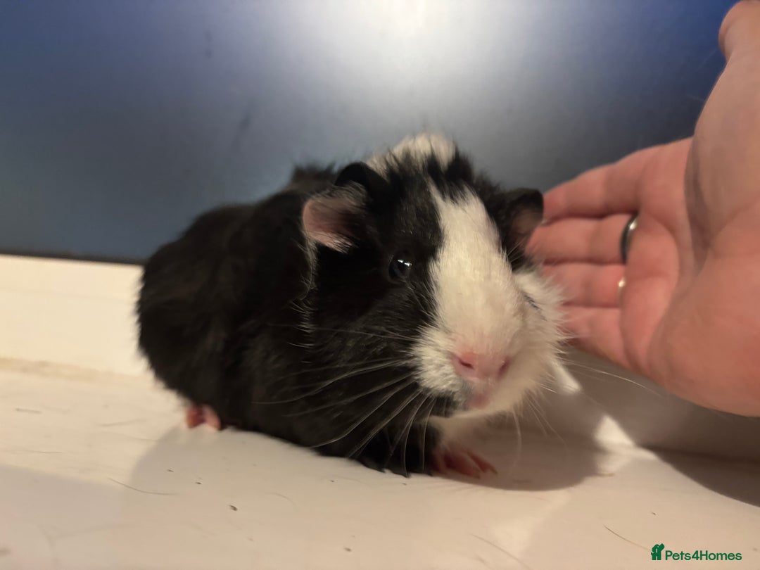 Guinea Pig rodents for sale: Four Guinea Pigs with Set Up and Accessories - Image 17
