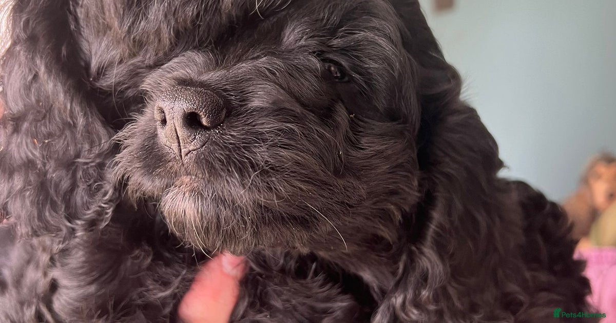 Two Cockapoo Two beautiful black male F1 cockapoos. for sale in | Pets4Homes