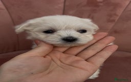 Bichon Frise dogs for sale: Beautiful Bichon Frise only 1 available  - Image 34