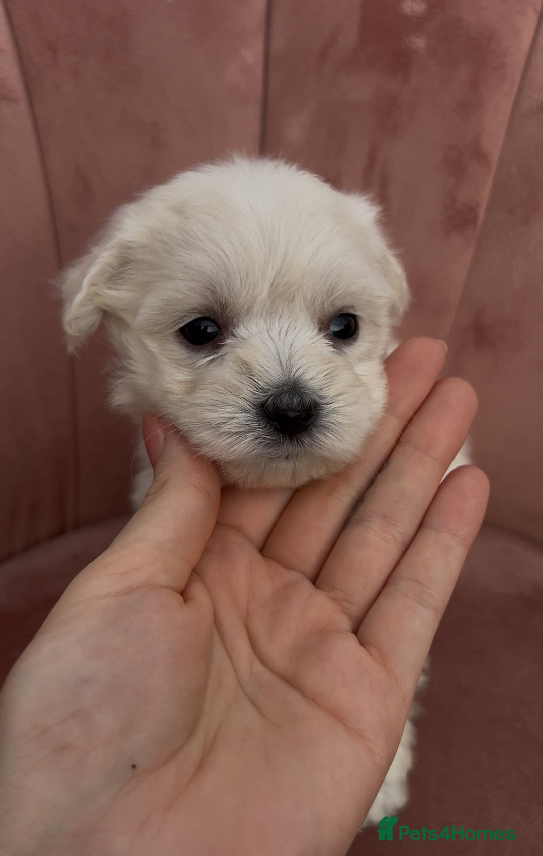 Bichon Frise dogs for sale: Beautiful Bichon Frise only 1 available  - Image 34