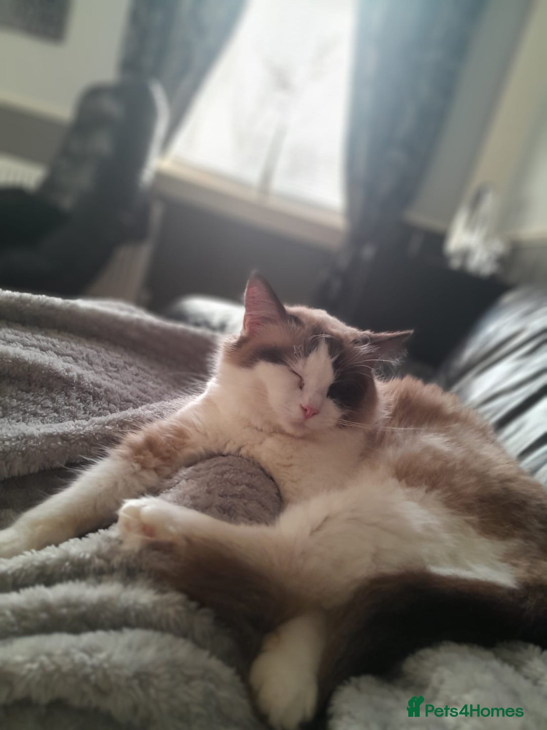 Ragdoll cats for sale: Female Ragdoll cat - Image 4