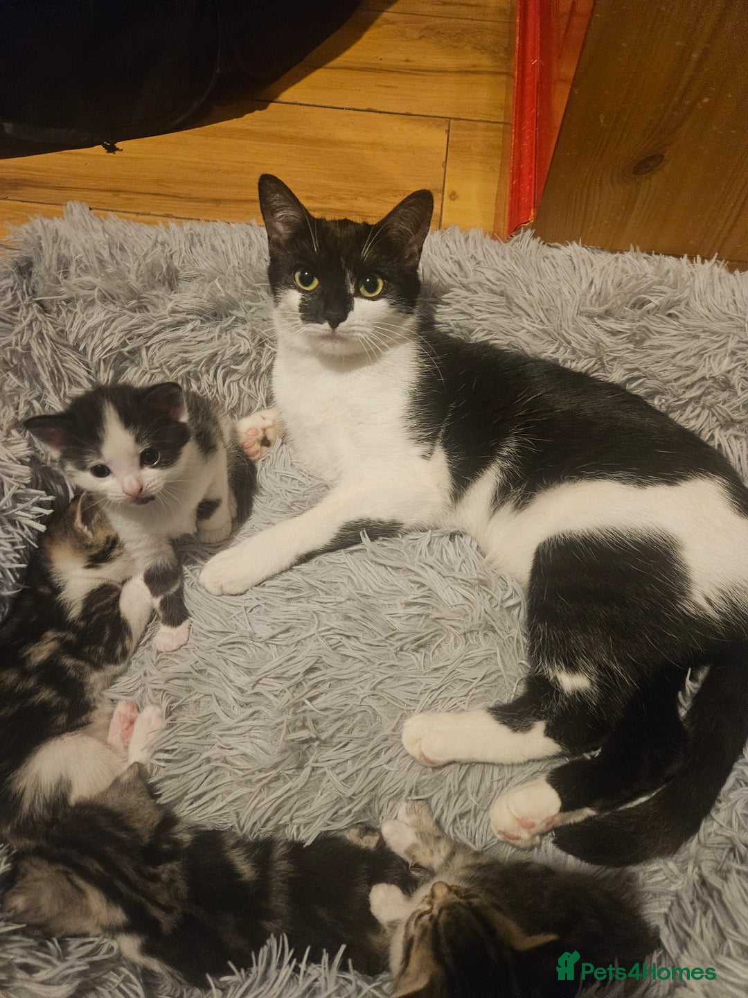 British Shorthair cats for sale: Kittens for sale - Image 10
