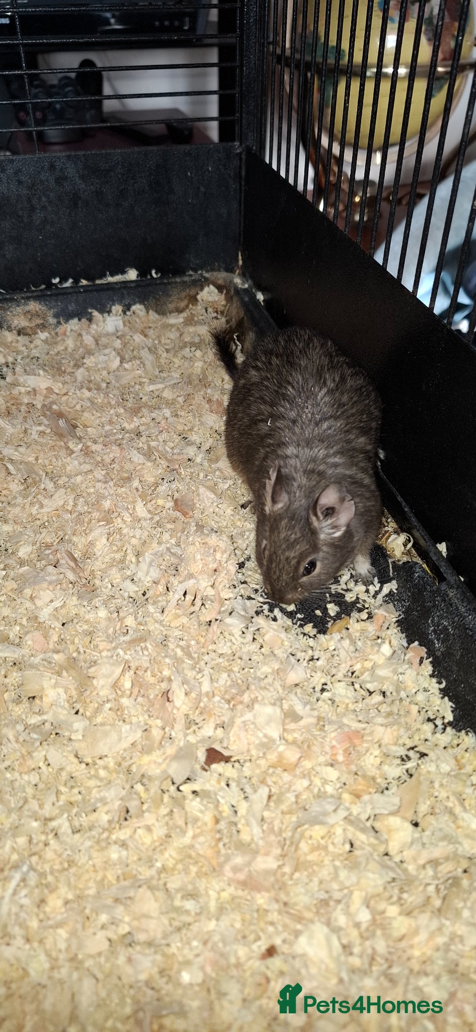 Degus rodents Female Degus For Sale - Advert 1