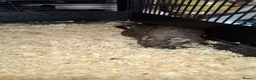 Degus rodents for sale: Female Degus For Sale - Advert 1