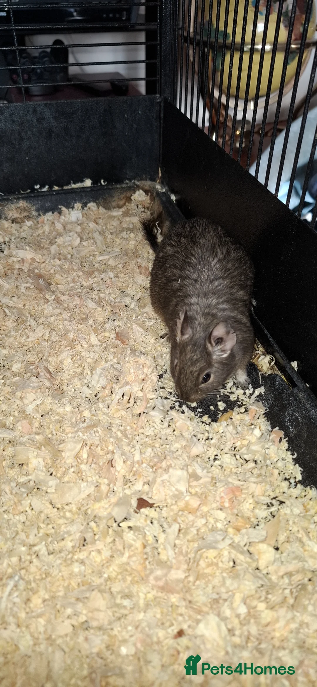 Degus rodents for sale: Female Degus For Sale - Advert 1