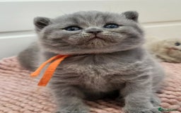 British Shorthair cats for sale: ⚡️🔥British 🔥shorthair kittens 😸  - Image 7