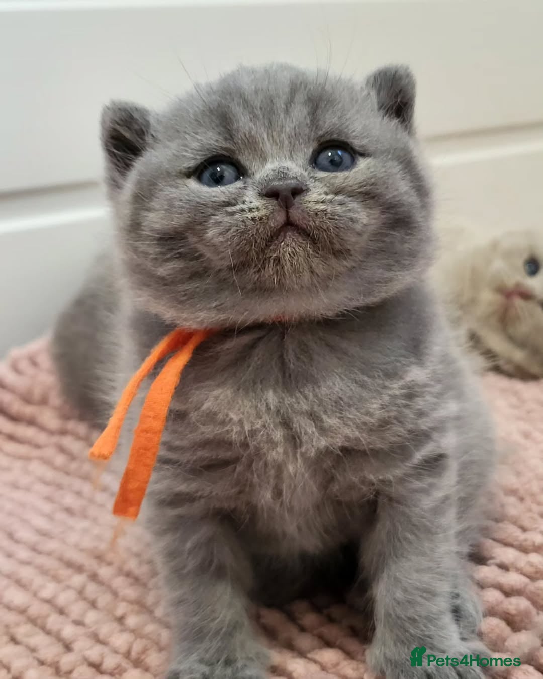 British Shorthair cats for sale: ⚡️🔥British 🔥shorthair kittens 😸  - Image 7
