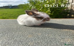 Mini Lion Lop rabbits for sale: 4 Lion Lop Kits for sale - Ready 4th November  - Image 6