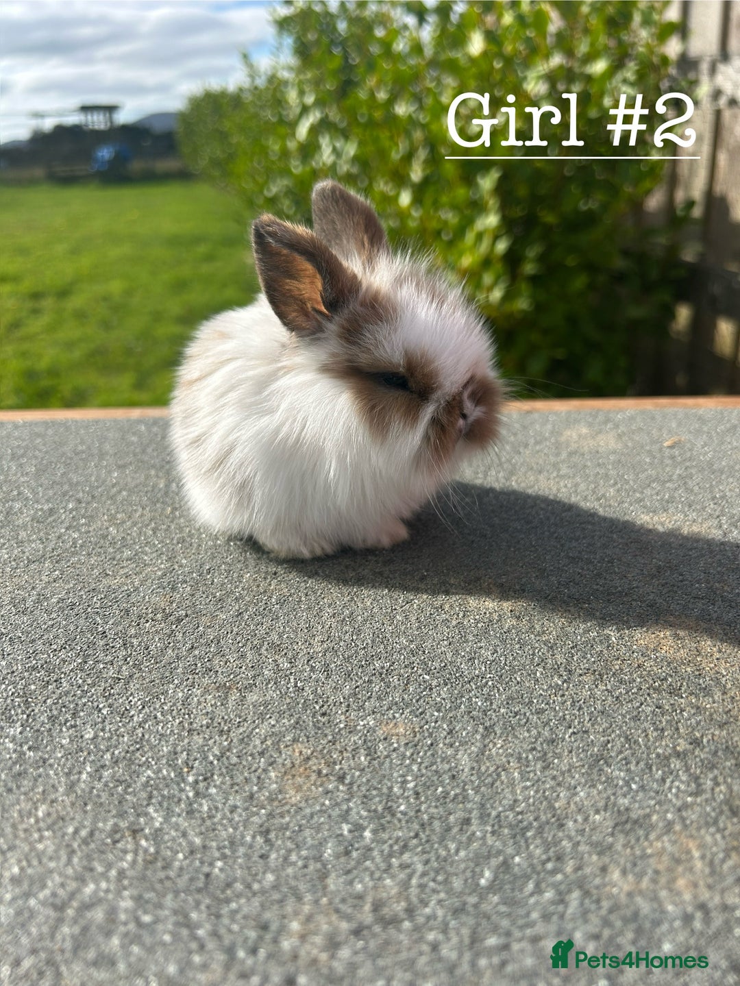 Mini Lion Lop rabbits for sale: 4 Lion Lop Kits for sale - Ready 4th November  - Image 6