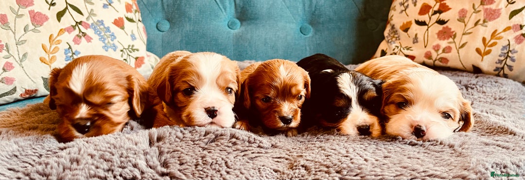 Cavalier King Charles Spaniel dogs for sale: Stunning KC Cavalier King Charles Spaniel Puppies. - Image 7