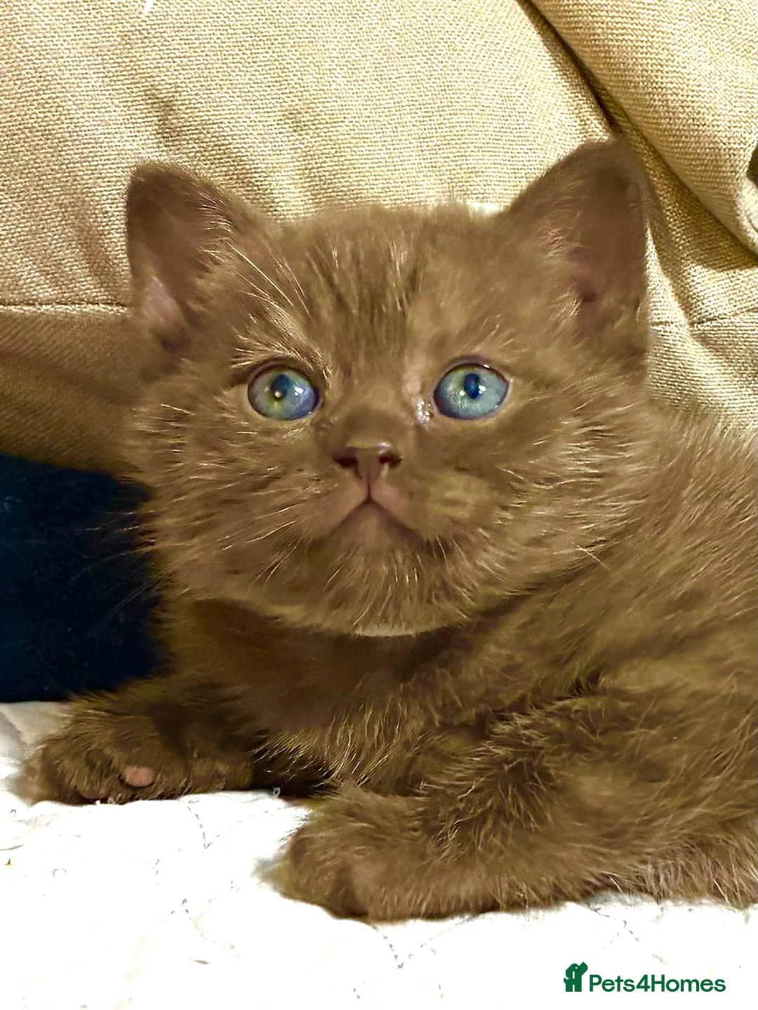 Scottish Fold cats for sale: Scottish Fold Kittens for sale - Advert 8