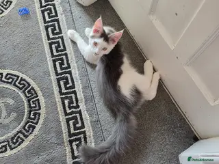 Maine Coon cats STUNNING MAINE COON KITTENS - Advert 18