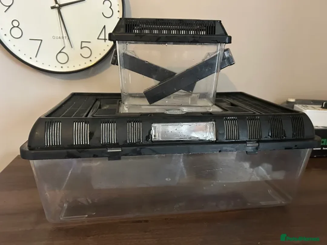 Leopard Gecko reptiles for sale: Leopard gecko and complete set up - Advert 19