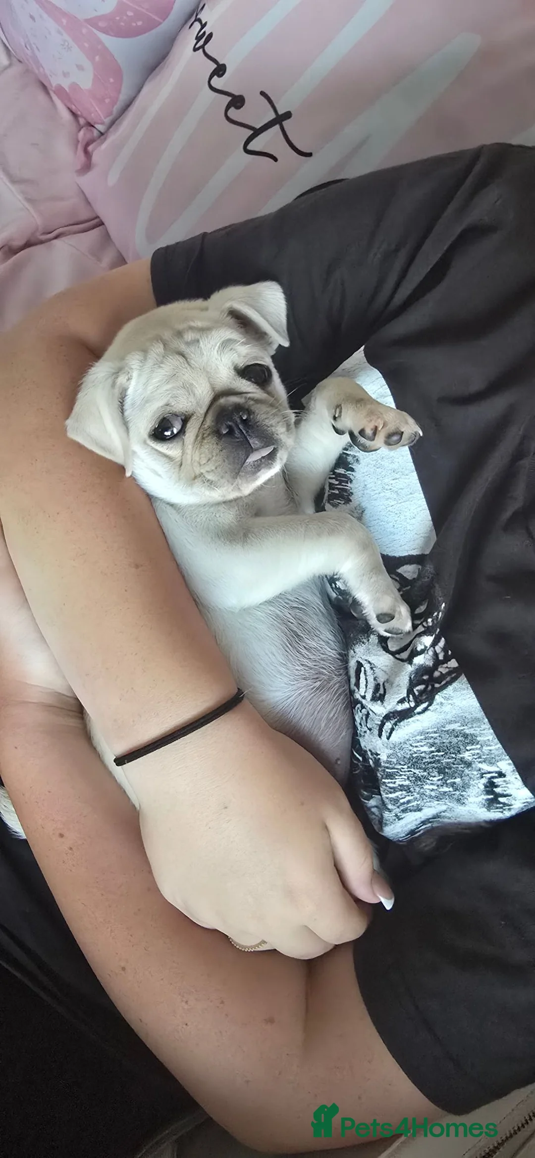 Pug dogs for sale: Beautiful girl - Advert 2