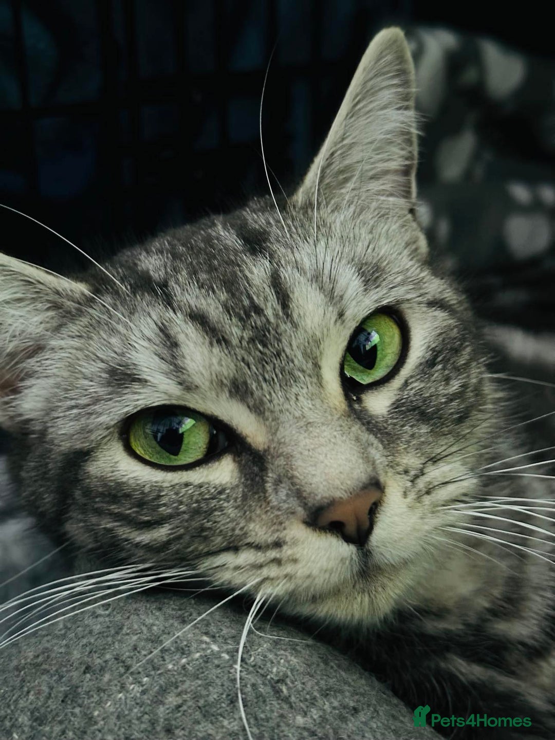 British Shorthair cats for sale: Stunning BSH Silver Female Grey Stripe Kittens - Image 16