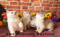 British Shorthair cats for sale: Superb pedigree show quality kittens - Image 1