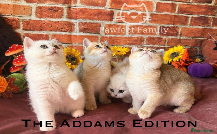 British Shorthair cats - Advert 12