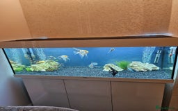 Angelfish fish for sale: Jewel Fish Tank Full set-up  - Image 3