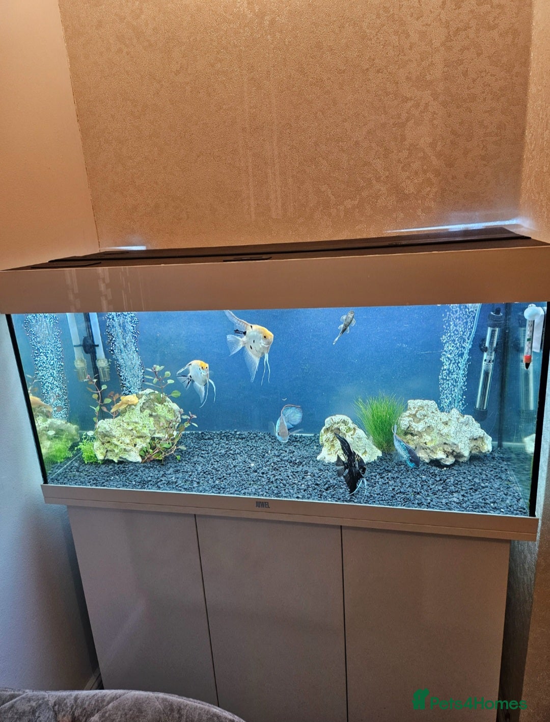 Angelfish fish for sale: Jewel Fish Tank Full set-up  - Image 3