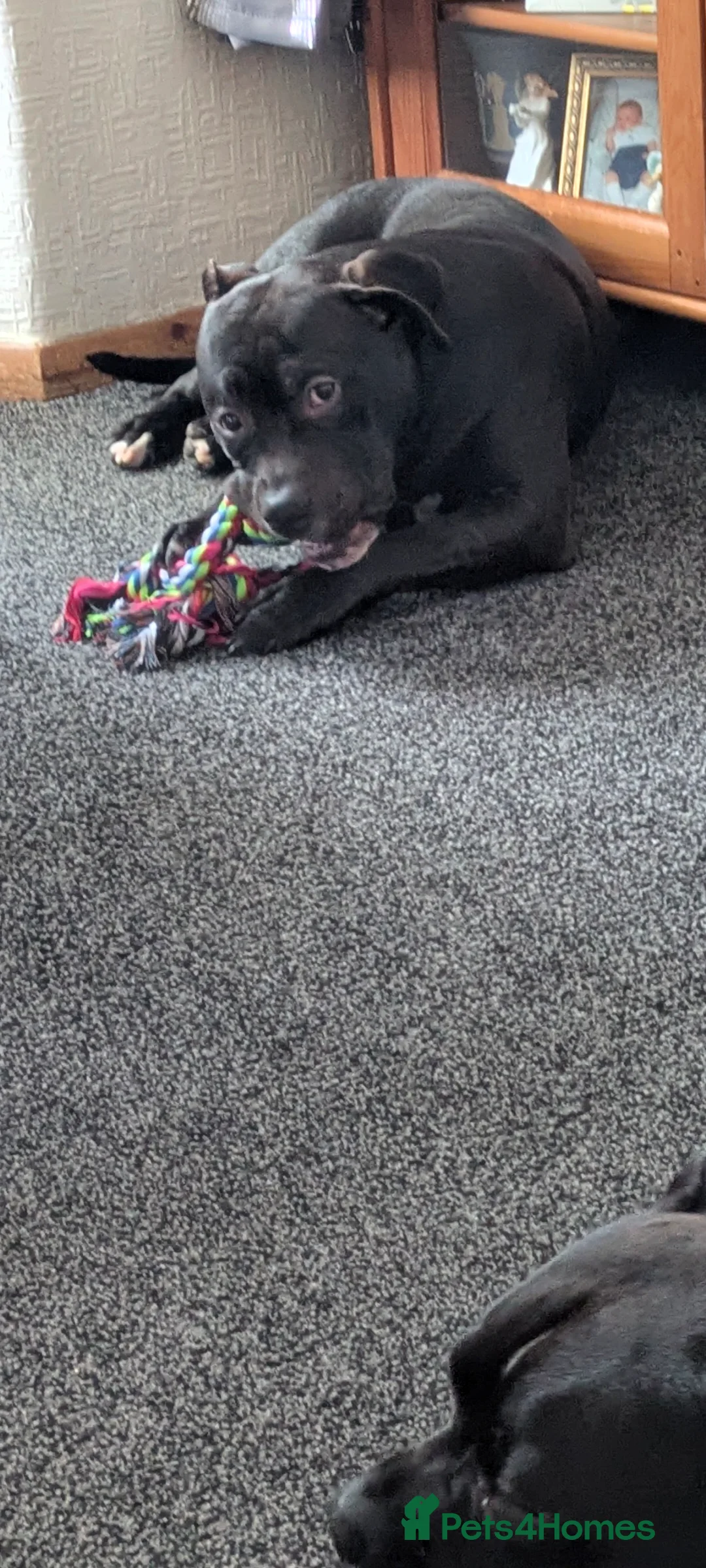 Mixed Breed dogs for sale: Male dog needs no other dogs  - Advert 2