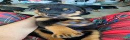 Rottweiler dogs for sale: Germany and America Rottweiler mix - Advert 6