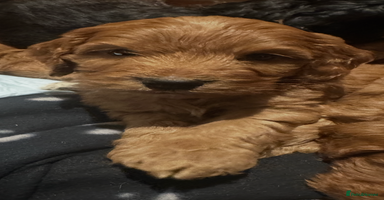 Cockapoo dogs - Advert 10