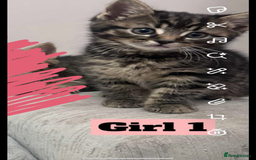 Mixed Breed cats for sale: Mixed breed kittens  - Image 3