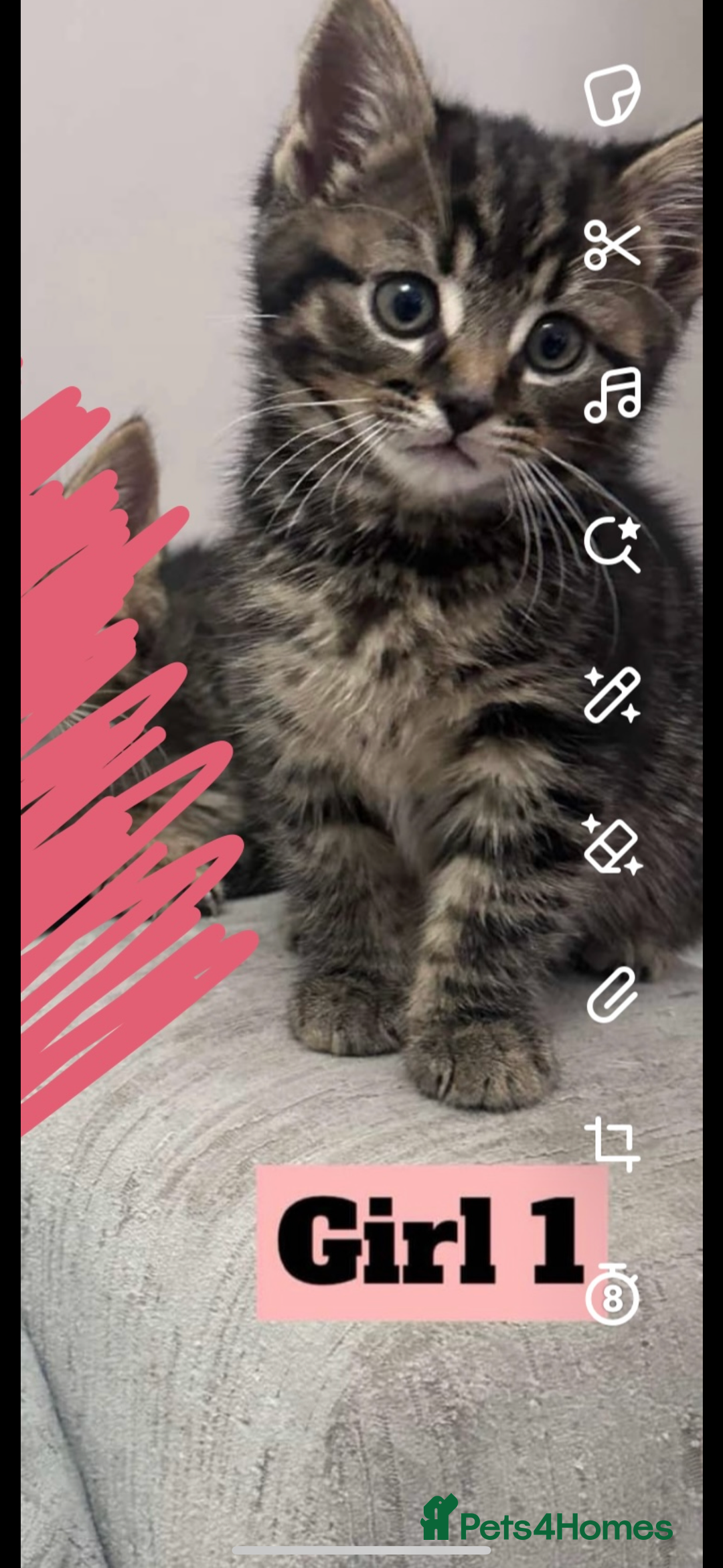 Mixed Breed cats for sale: Mixed breed kittens  - Image 3