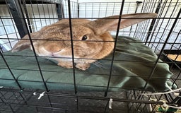 Mini Lop rabbits for sale: 2 male bunnies for sale - Image 2