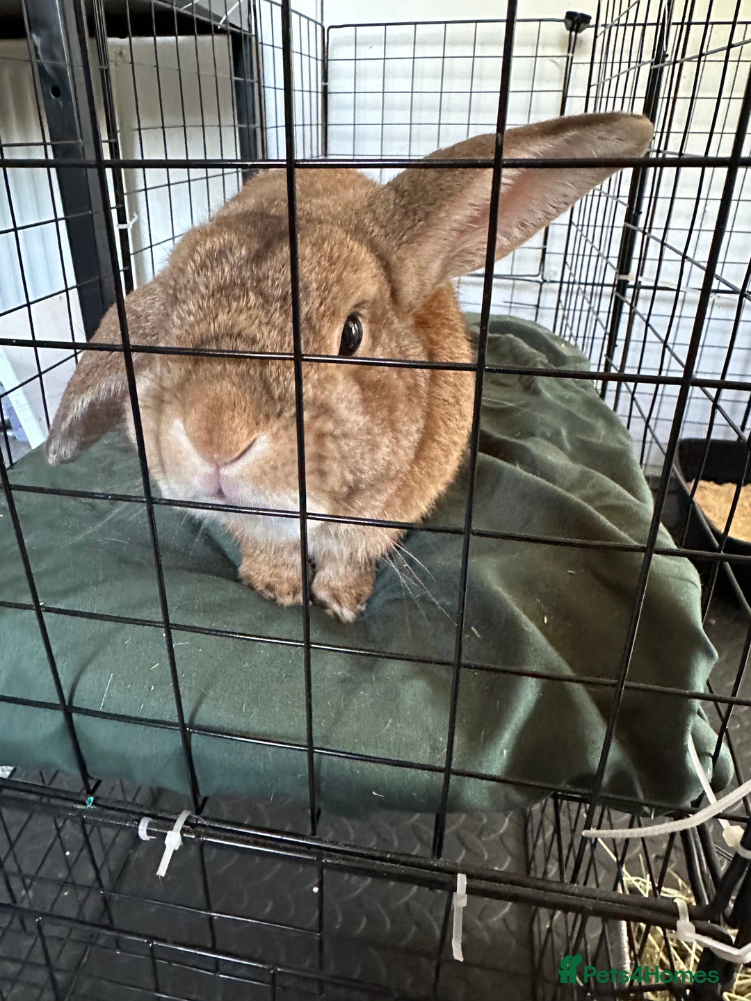 Mini Lop rabbits for sale: 2 male bunnies for sale - Image 2