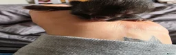 Mixed Breed cats for sale: Kittens - Advert 7