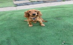 Cocker Spaniel dogs for sale: boy cocker spaniel - Image 2