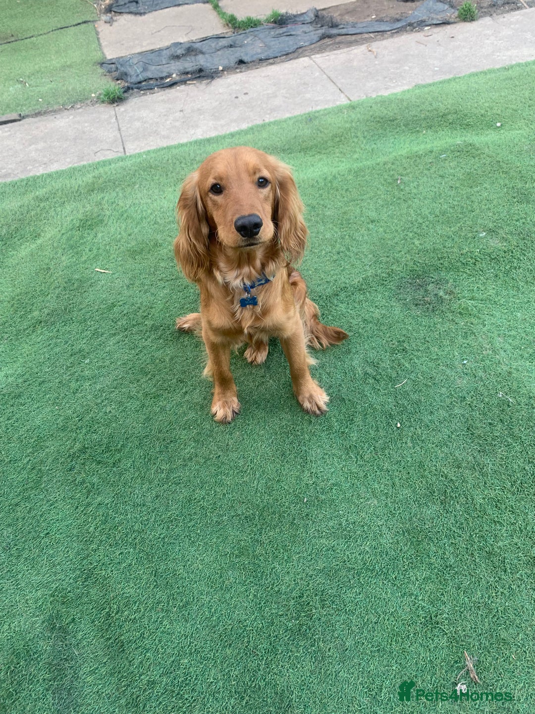 Cocker Spaniel dogs for sale: boy cocker spaniel - Image 2