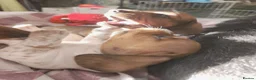 Chiweenie dogs for sale: Chiweenie Pups - Advert 7