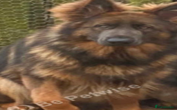 German Shepherd dogs for sale: German Shepherd Puppies Boys / Girls - Image 4