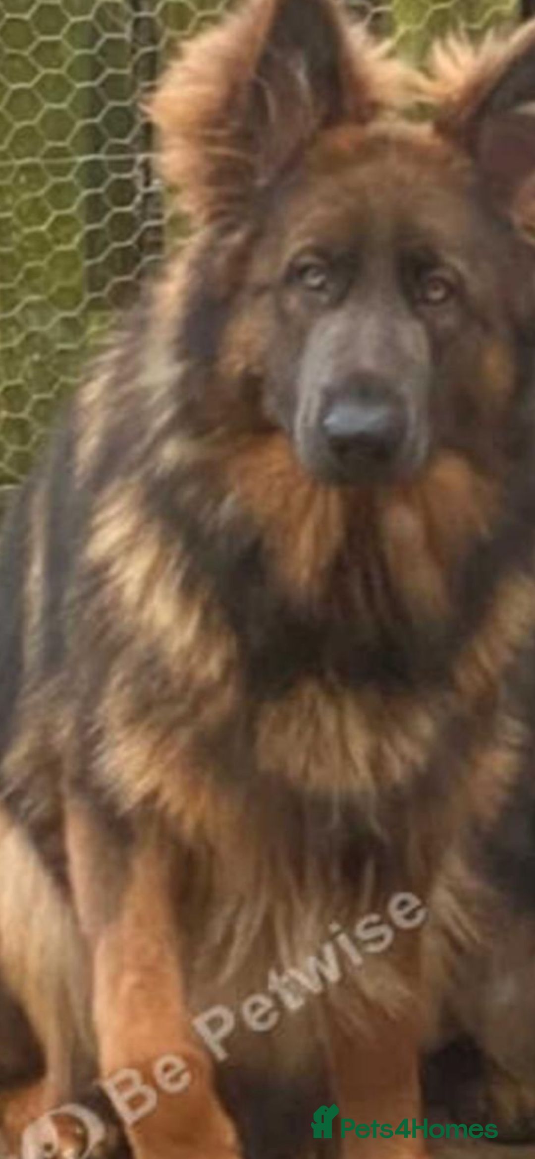 German Shepherd dogs for sale: German Shepherd Puppies Boys / Girls - Image 4