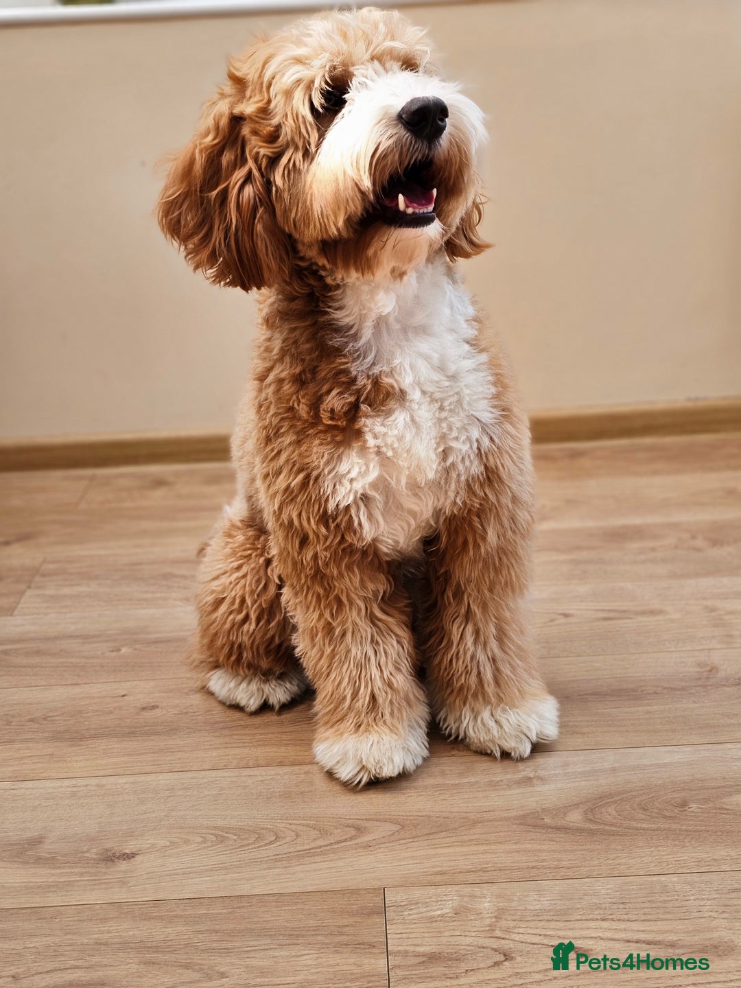Cocker Spaniel dogs for stud: Hip0/0 Elbow 0/0 🌟Australian Labradoodle  - Advert 10