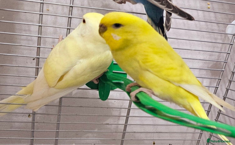 Budgerigars birds - Advert 7