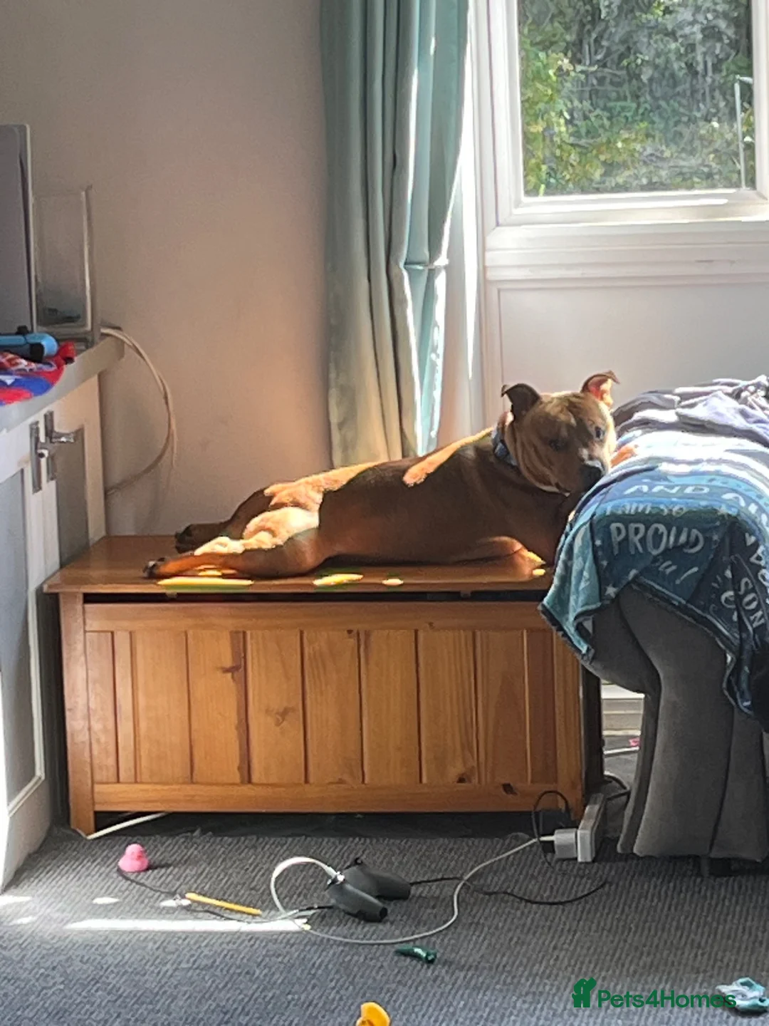 Staffordshire Bull Terrier dogs for sale: Are boy staffy - Advert 3