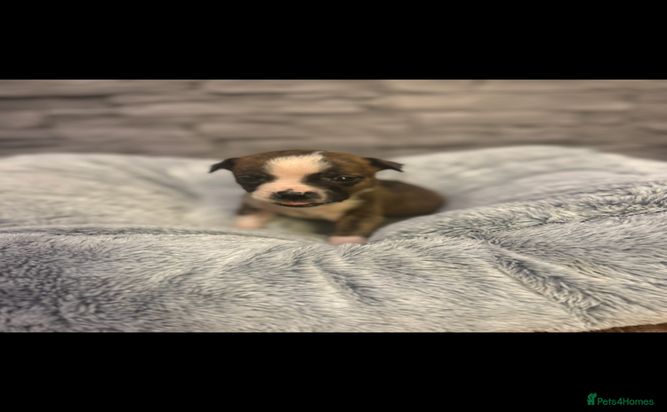 American Bulldog dogs - Advert 1