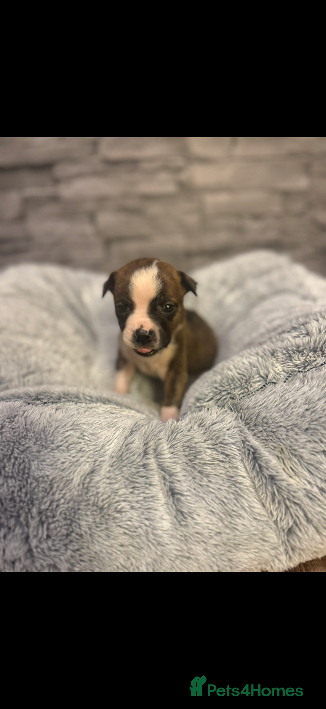 American Bulldog dogs for sale: American bulldog - Image 1